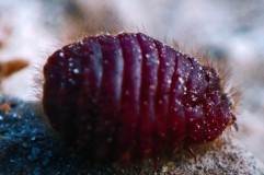 Pro Kontra Karmin, Pewarna Alami dari Serangga, Halal atau Tidak? Simak Penjelasannya
