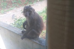 Sehari Jelang Lebaran, Kawanan Monyet Ekor Panjang Serbu Rumah Warga Di Cileunyi, Kabupaten Bandung