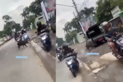 Viral! Seekor Babi Hutan Berkeliaran di Jalan Raya Banjaran, Warganet: Poho Lilin!