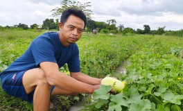 Berkah Timun Suri Buat Petani dan Pedagang di Cirebon Selama Bulan Ramadan