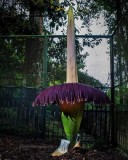Libur Akhir Pekan: Saatnya Menonton Mekarnya Bunga Langka “Amorphopallus Titanium Becc” di Kebon Raya Cibodas