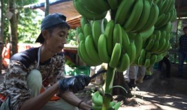 Petani di Warungkiara Sukabumi Manfaatkan Lahan Terlantar jadi Kebun Pisang Cavendish