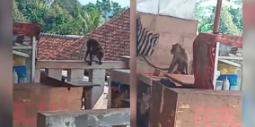 Diserbu Kawanan Monyet Liar Ekor Panjang, Warga Sebuah Kampung di Sukabumi Resah