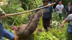 3 hari Berkeliaran, Babi Hutan Taring Panjang Tertangkap Warga dan Pemburu di Kampung Sundawenang Sukabumi