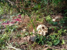 Tengkorak Manusia Ditemukan di Kampung Cioray Sukabumi, Diduga Berjenis Kelamin Perempuan