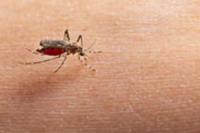 Cegah Virus Mematikan? Inilah Sederet Fakta Nyamuk Wolbachia yang Telah Disebar di 5 Kota Besar Indonesia