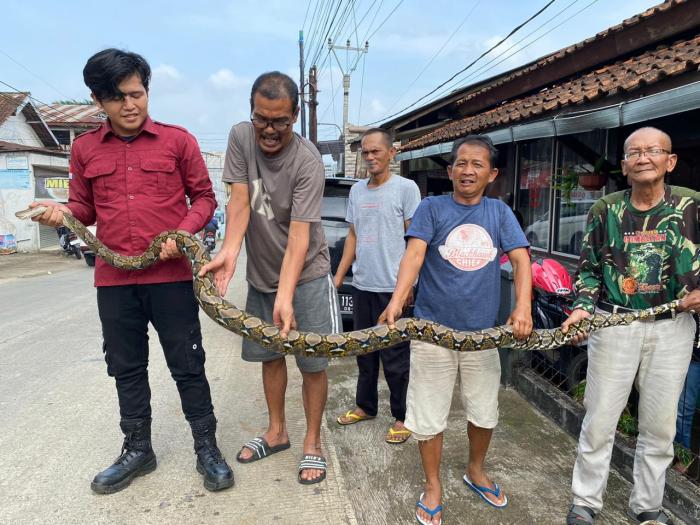 Hendak Pergi ke Warung, Warga Kampung Ciawitali Sukabumi Temukan Ular Phyton